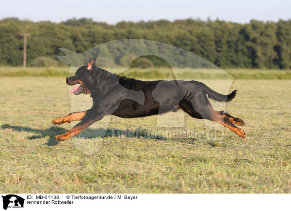 rennender Rottweiler / running Rottweiler / MB-01138