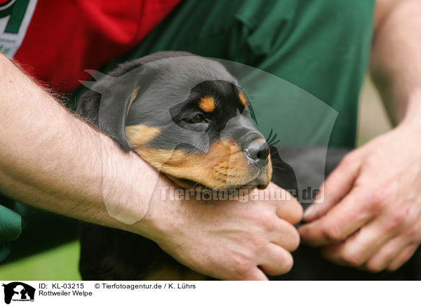 Rottweiler Welpe / KL-03215