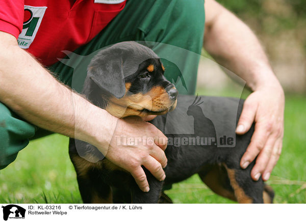 Rottweiler Welpe / KL-03216