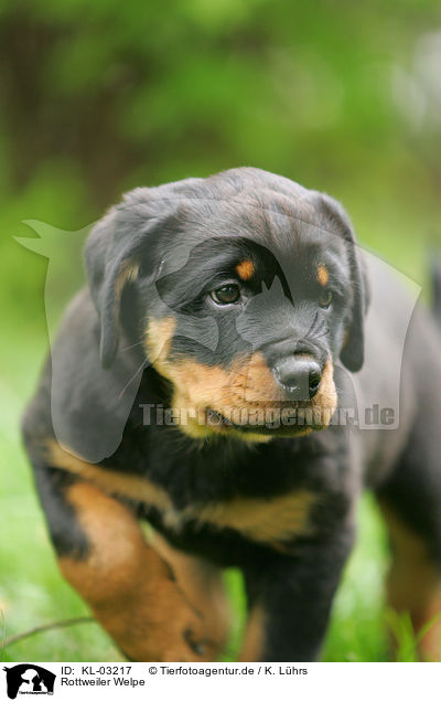 Rottweiler Welpe / KL-03217
