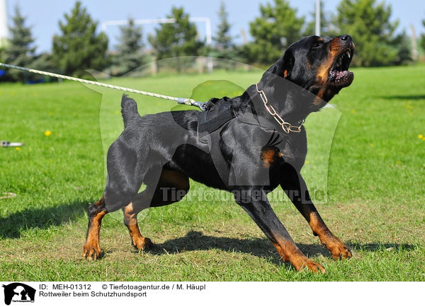 Rottweiler beim Schutzhundsport / MEH-01312