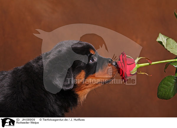 Rottweiler Welpe / JH-08909