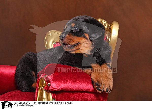 Rottweiler Welpe / Rottweiler Puppy / JH-08912