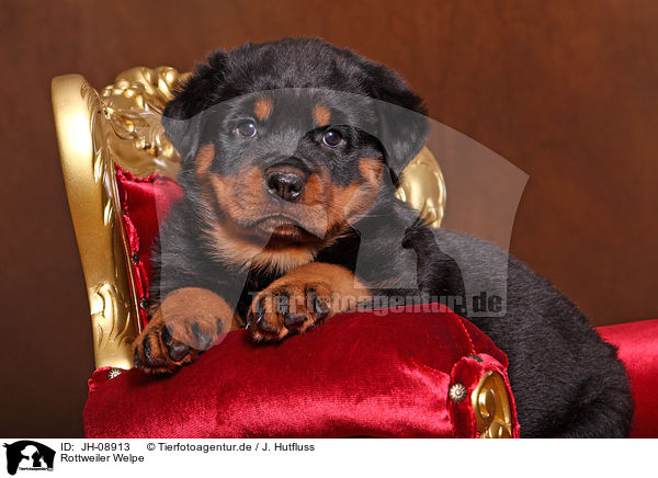 Rottweiler Welpe / JH-08913