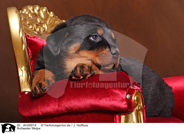 Rottweiler Welpe / JH-08914