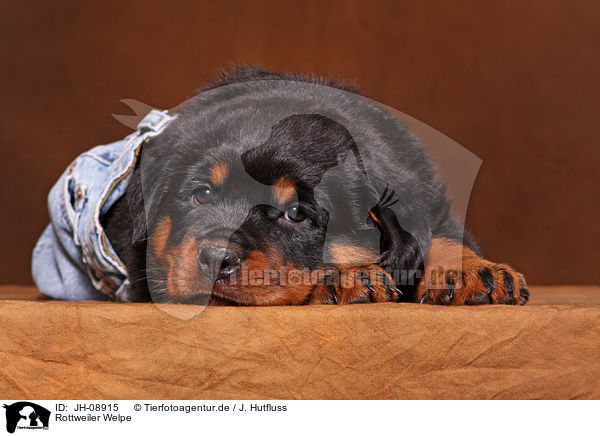 Rottweiler Welpe / JH-08915