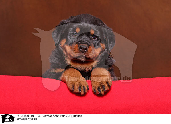 Rottweiler Welpe / JH-08918