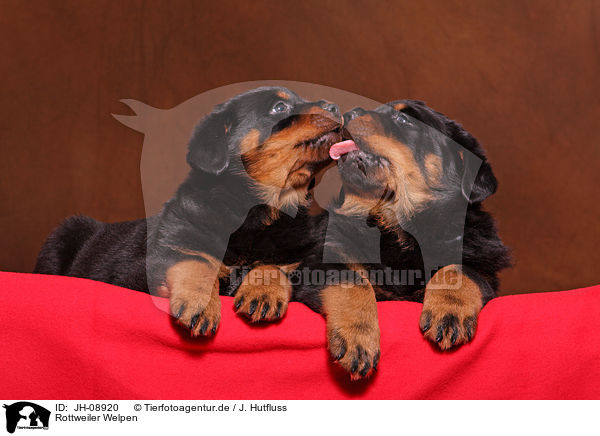 Rottweiler Welpen / Rottweiler Puppies / JH-08920