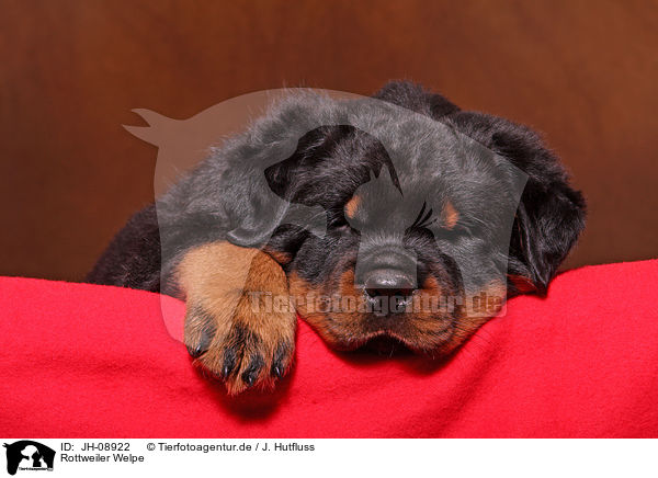 Rottweiler Welpe / JH-08922