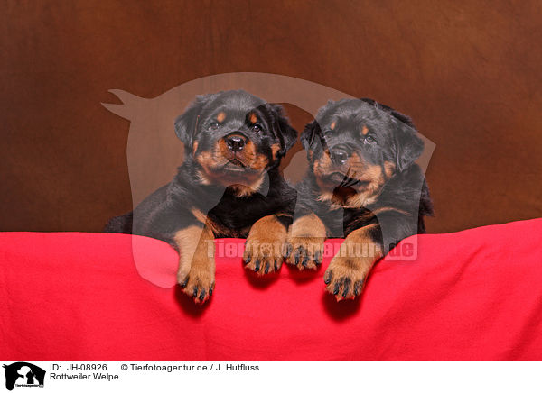 Rottweiler Welpe / JH-08926