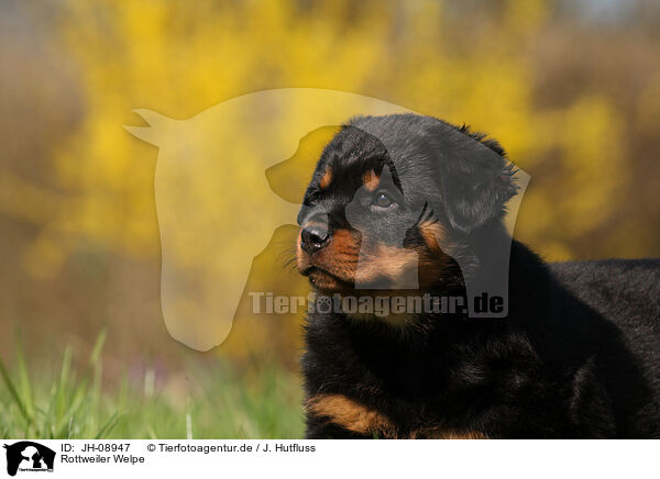 Rottweiler Welpe / JH-08947