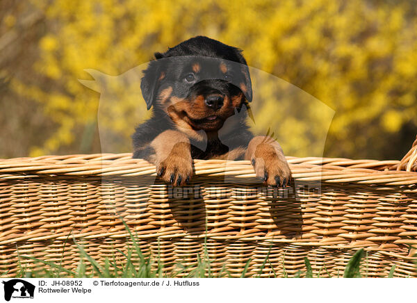Rottweiler Welpe / Rottweiler Puppy / JH-08952