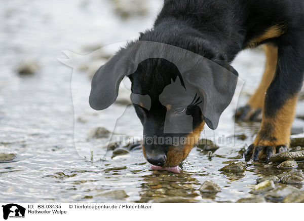 Rottweiler Welpe / Rottweiler Puppy / BS-03435