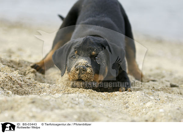 Rottweiler Welpe / BS-03443