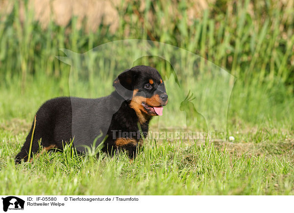 Rottweiler Welpe / Rottweiler Puppy / IF-05580