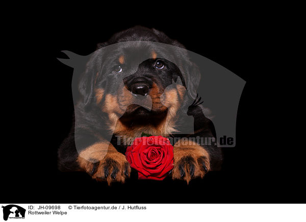Rottweiler Welpe / Rottweiler Puppy / JH-09698