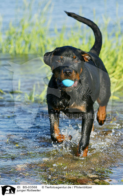 junger Rottweiler / young Rottweiler / BS-03568