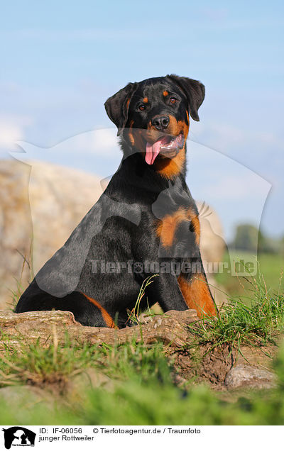 junger Rottweiler / young Rottweiler / IF-06056