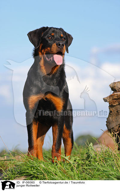 junger Rottweiler / IF-06060