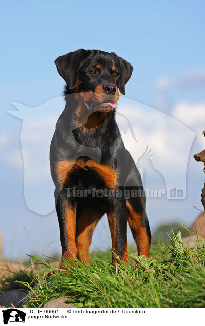 junger Rottweiler / young Rottweiler / IF-06061