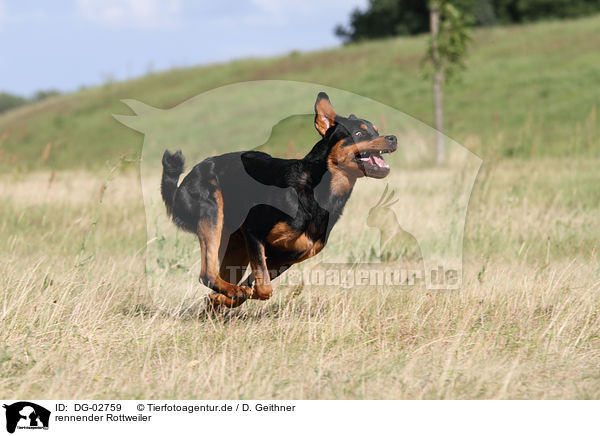 rennender Rottweiler / DG-02759