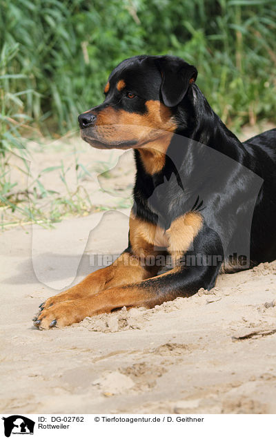 Rottweiler / DG-02762