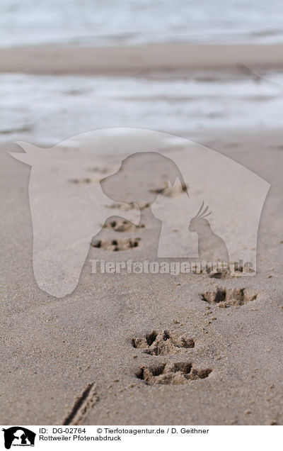 Rottweiler Pfotenabdruck / Rottweiler footprint / DG-02764