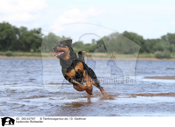 badender Rottweiler / DG-02767