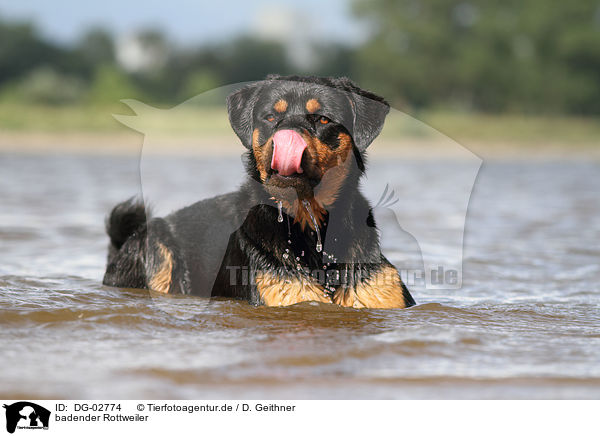 badender Rottweiler / bathing Rottweiler / DG-02774