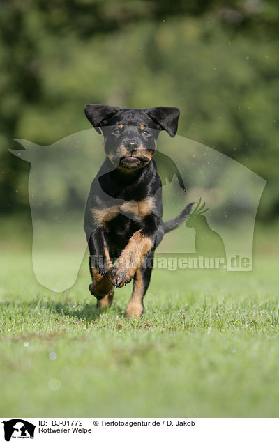 Rottweiler Welpe / DJ-01772