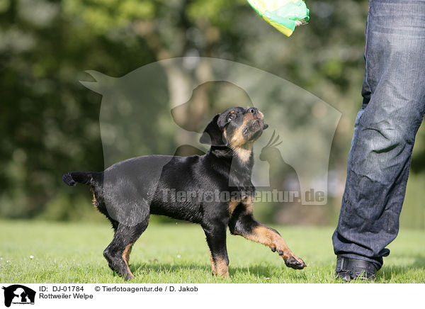 Rottweiler Welpe / Rottweiler Puppy / DJ-01784