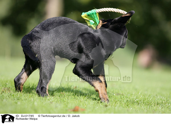 Rottweiler Welpe / DJ-01785