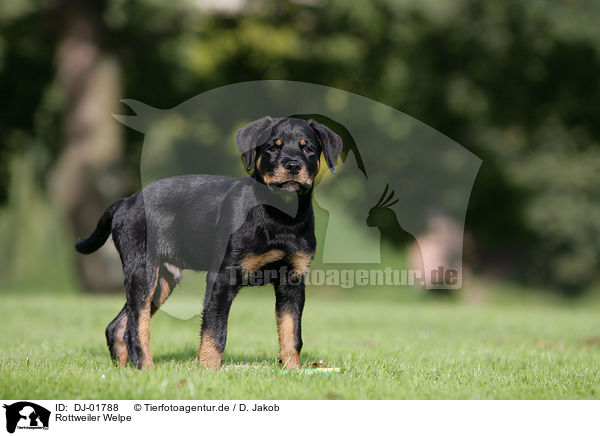 Rottweiler Welpe / Rottweiler Puppy / DJ-01788