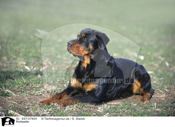 Rottweiler / SST-07604