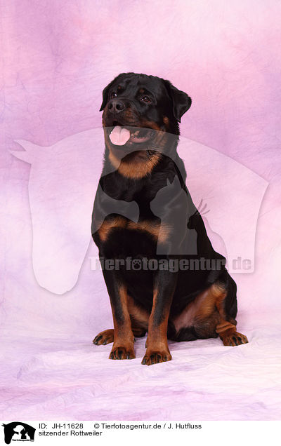 sitzender Rottweiler / sitting Rottweiler / JH-11628