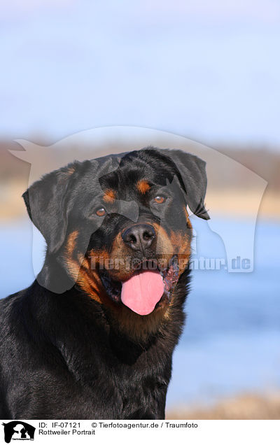 Rottweiler Portrait / IF-07121