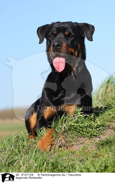 liegender Rottweiler / IF-07129