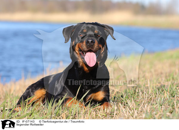 liegender Rottweiler / IF-07143
