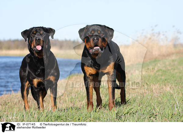 stehender Rottweiler / IF-07145