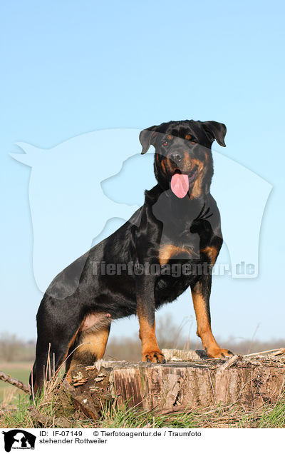 stehender Rottweiler / IF-07149
