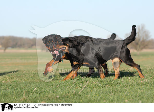 spielende Rottweiler / playing Rottweiler / IF-07153