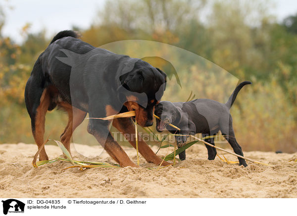 spielende Hunde / playing dogs / DG-04835