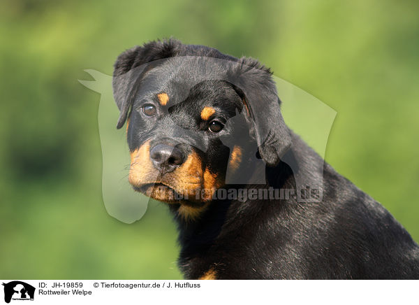 Rottweiler Welpe / JH-19859