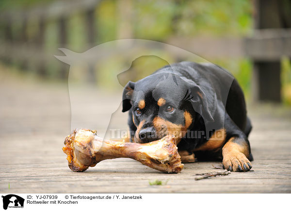 Rottweiler mit Knochen / YJ-07939