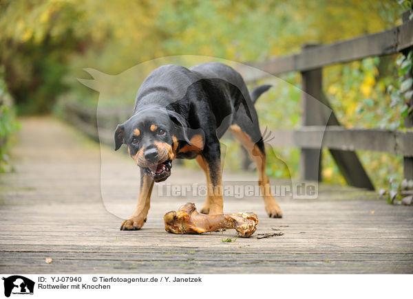 Rottweiler mit Knochen / YJ-07940