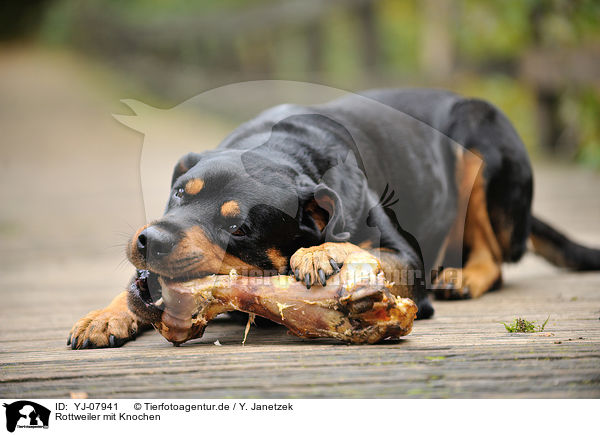 Rottweiler mit Knochen / YJ-07941