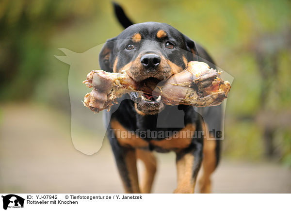 Rottweiler mit Knochen / YJ-07942