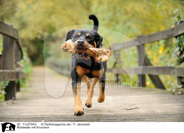 Rottweiler mit Knochen / YJ-07943