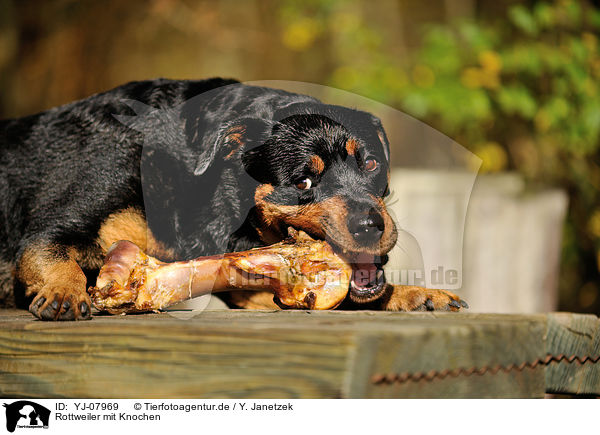 Rottweiler mit Knochen / Rottweiler with bone / YJ-07969