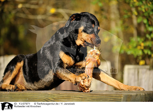 Rottweiler mit Knochen / Rottweiler with bone / YJ-07971